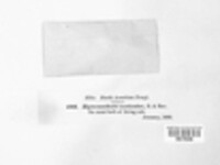 Image Associated With the Occurence